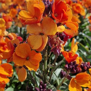 Erysimum 'Rysi Copper'