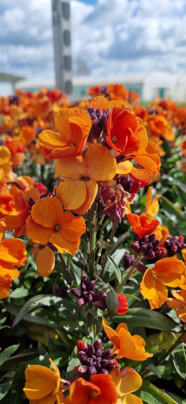 Erysimum 'Rysi Copper'