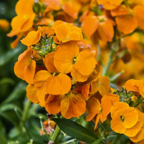 Erysimum 'Winter Spice'