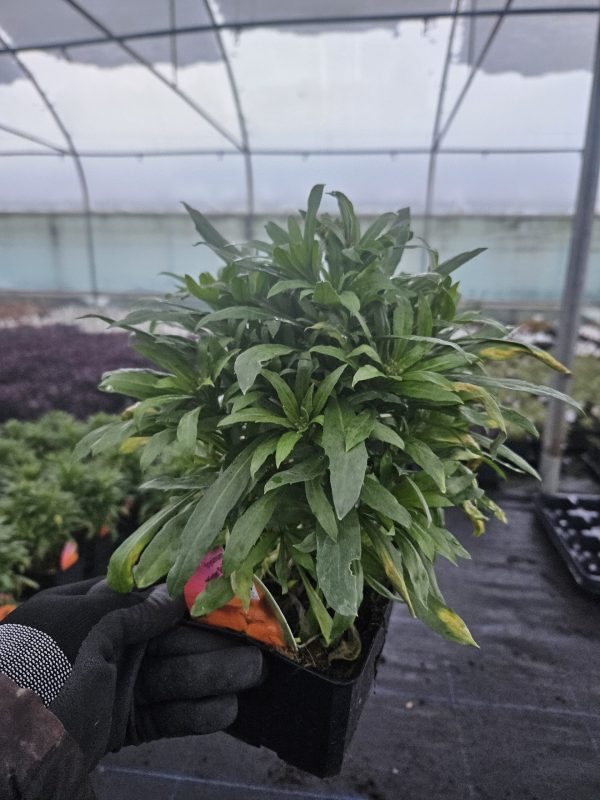 Erysimum 'Winter Spice'2 Erysimum 'Winter Spice'