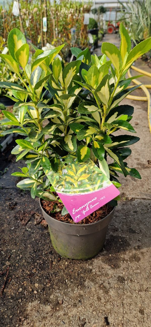 Euonymus japonicus 'Gold Queen'