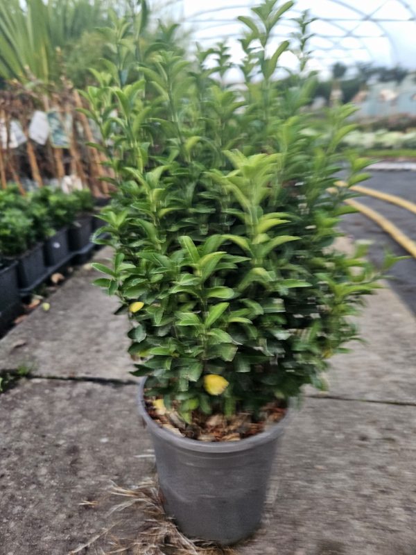 Euonymus japonicus 'Green Spire'