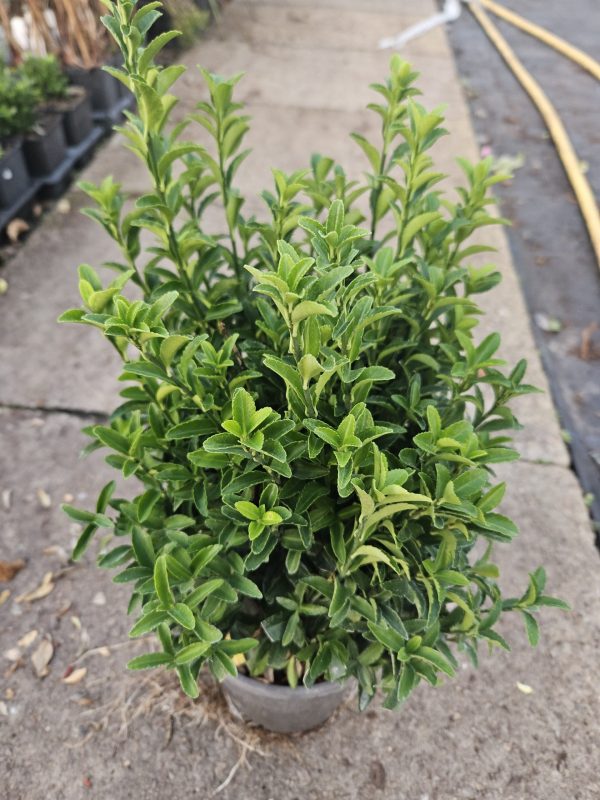 Euonymus japonicus 'Green Spire'