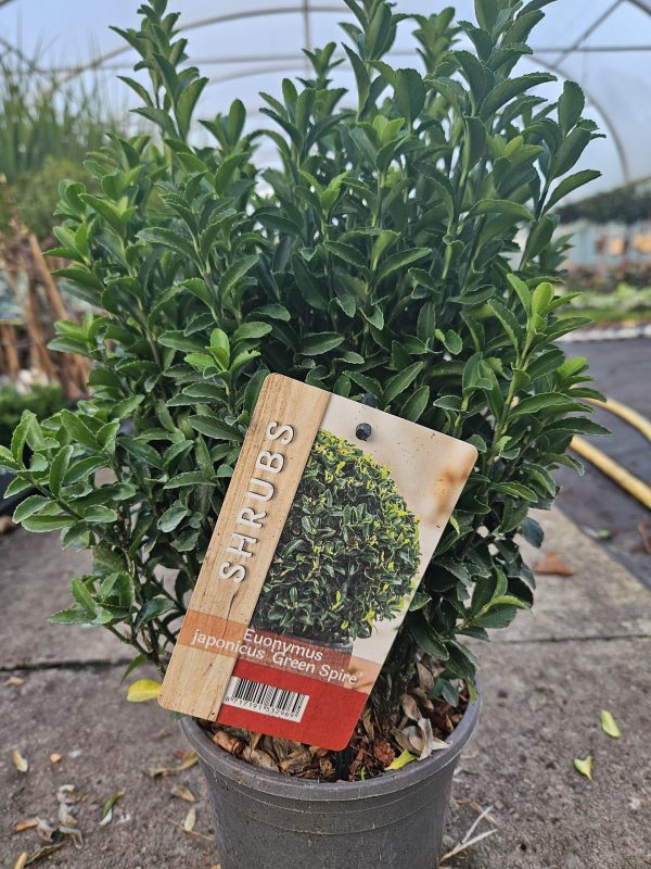 Euonymus japonicus 'Green Spire'