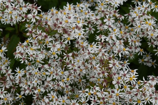 Eurybia divaricatus 'Beth Chatto' (Aster)