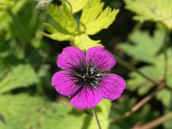 KONICA MINOLTA DIGITAL CAMERA