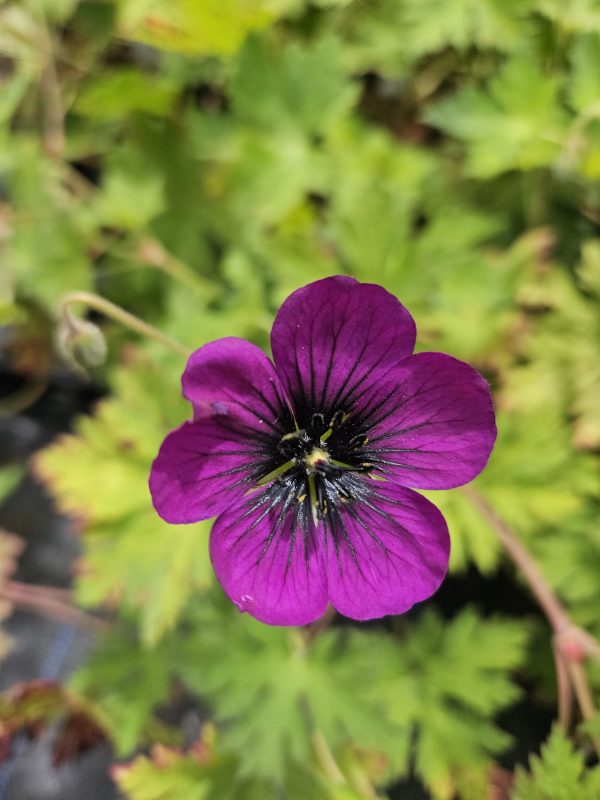 Geranium 'Sandrine' Geranium 'Sandrine'