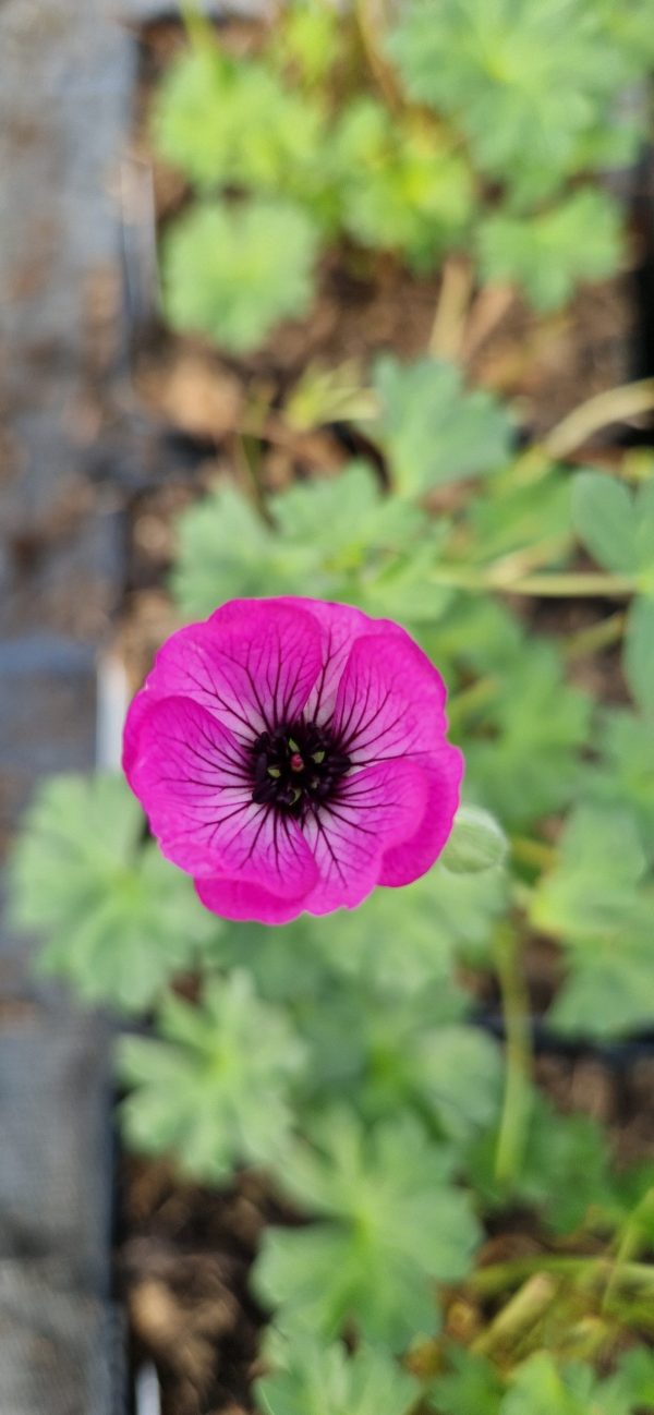 Geranium cinereum 'Jolly Jewel Pink'