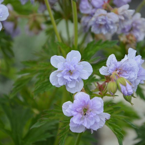 Geranium pratense 'Cloud Nine'