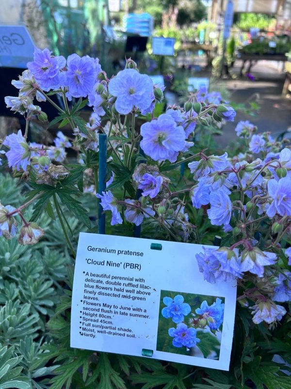 Geranium pratense 'Cloud Nine' Geranium pratense 'Cloud Nine'