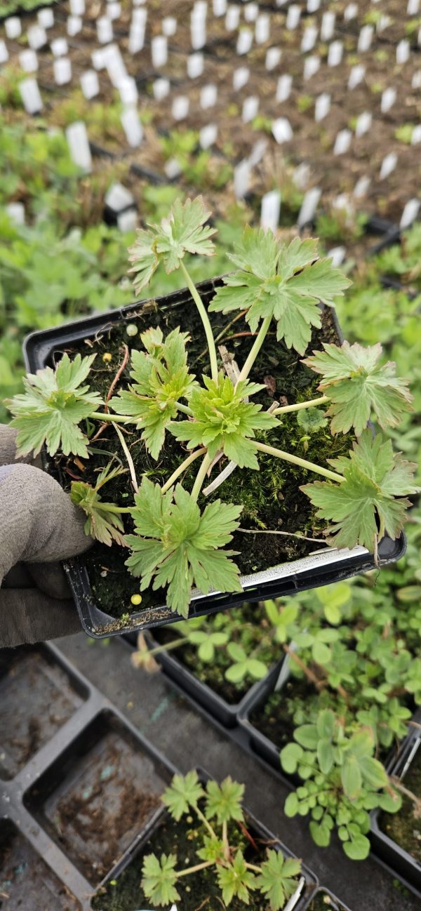 Geranium pratense 'Cloud Nine'2 Geranium pratense 'Cloud Nine'