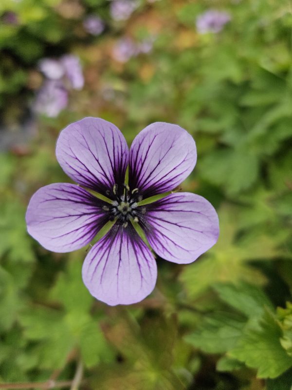 Geranium ‘Salomé’ Geranium ‘Salomé’