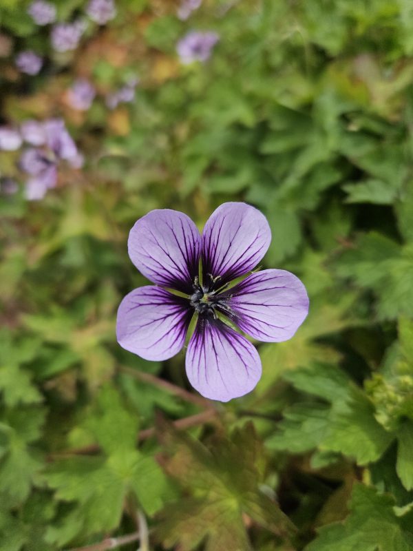 Geranium ‘Salomé’2 Geranium ‘Salomé’