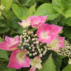 Hydrangea macrophylla 'Rotkehlchen'