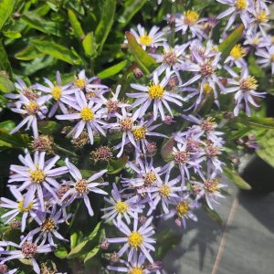 Kalimeris incisa 'Nana Blue'