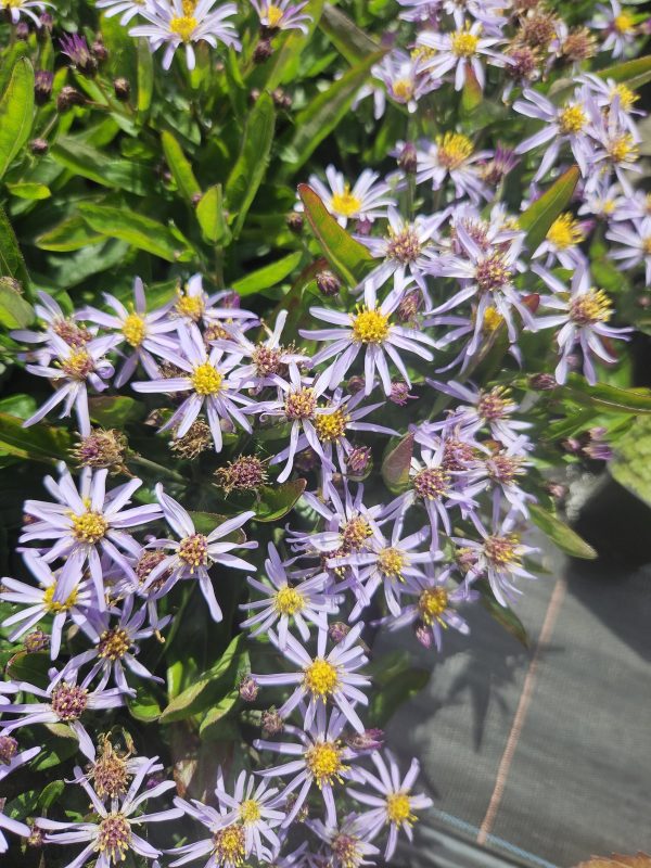 Kalimeris incisa 'Nana Blue' Kalimeris incisa 'Nana Blue'