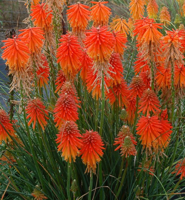 Kniphofia Fire Glow 1