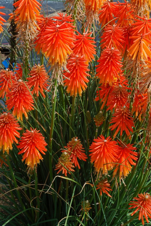 Kniphofia Fire Glow 2