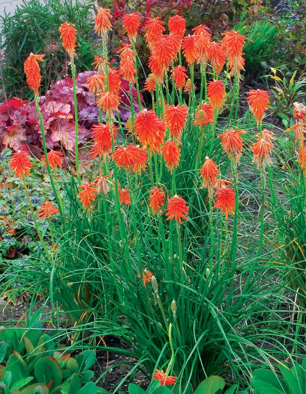 Kniphofia Fire Glow 4