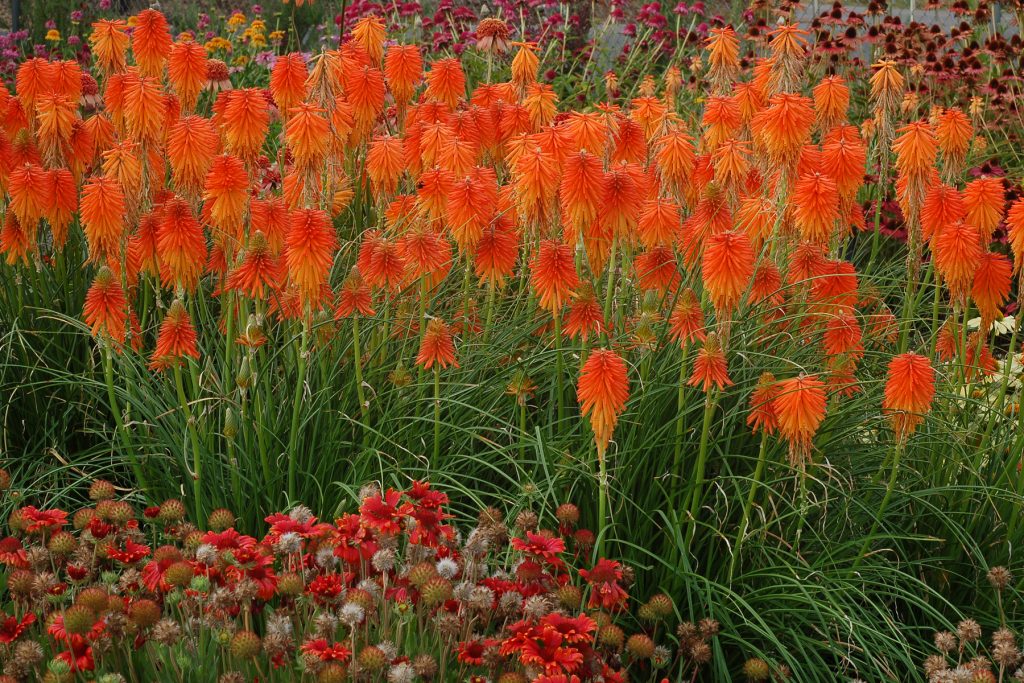 Kniphofia 'Fire Glow' | Proctors Nursery