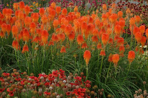 Kniphofia Fire Glow 5