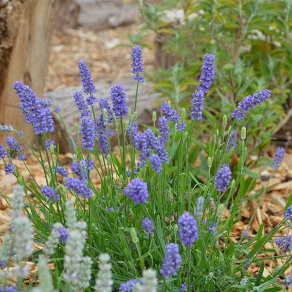 Lavandula angustifolia BeeZee 'Light Blue'