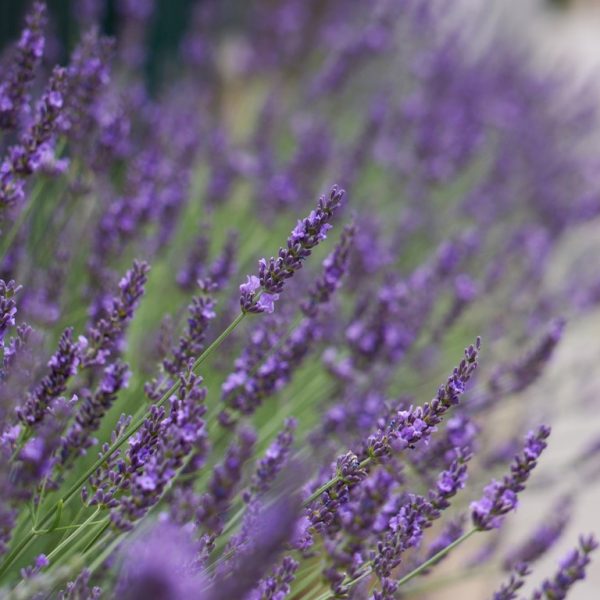 Lavandula x intermedia 'Phenomenal'