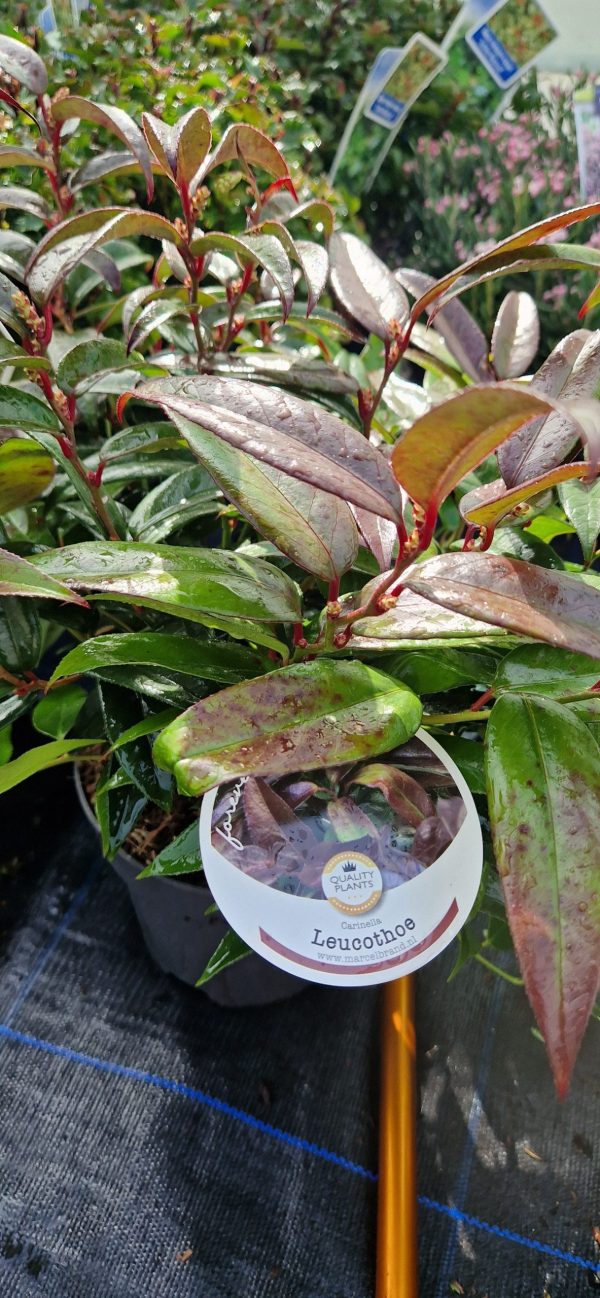 Leucothoe 'Carinella'