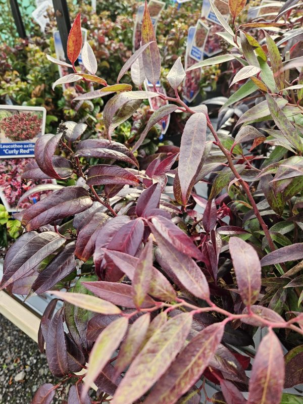 Leucothoe 'Carinella' Leucothoe 'Carinella'
