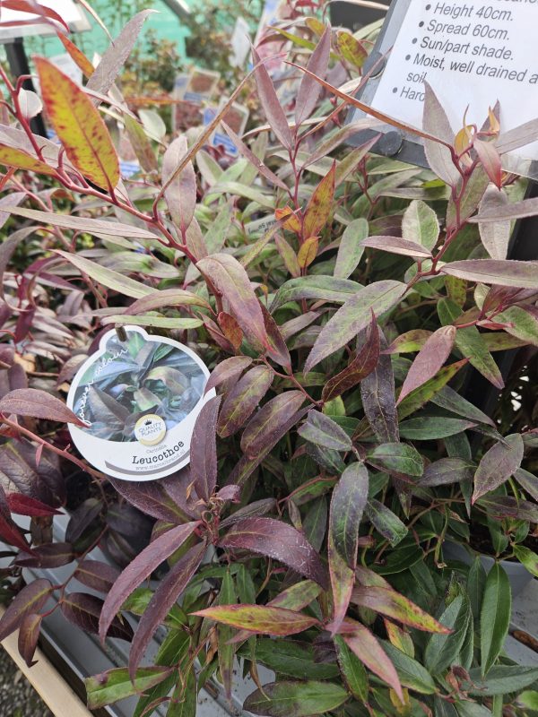 Leucothoe 'Carinella'2 Leucothoe 'Carinella'