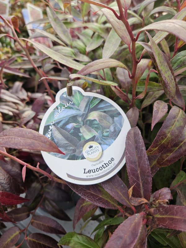 Leucothoe 'Carinella'3 Leucothoe 'Carinella'