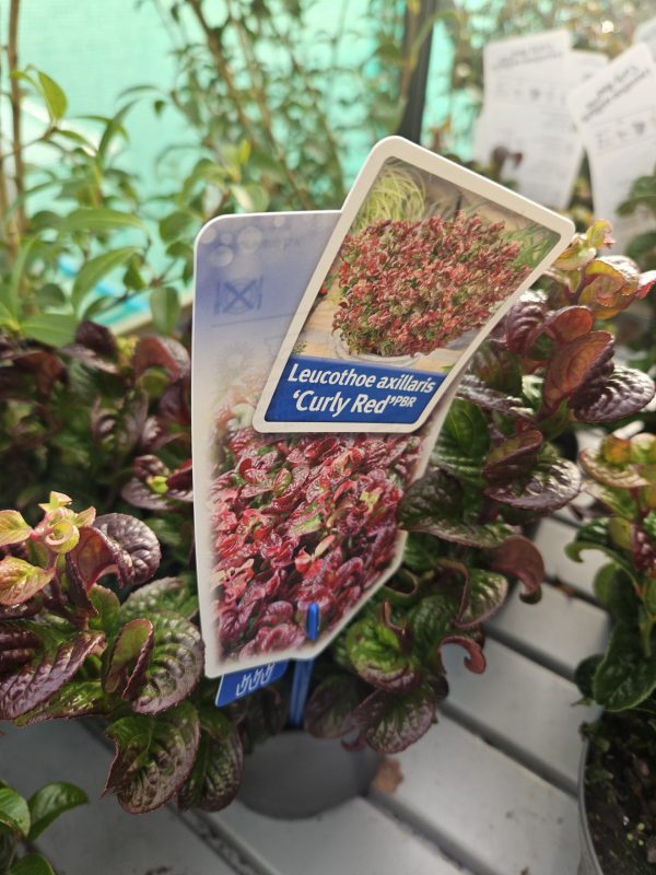 Leucothoe axillaris 'Curly Red'