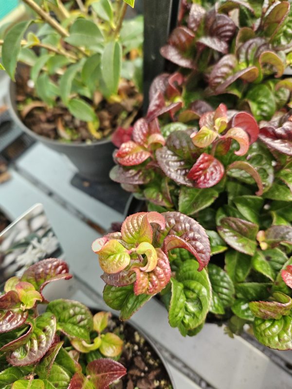 Leucothoe axillaris 'Curly Red'