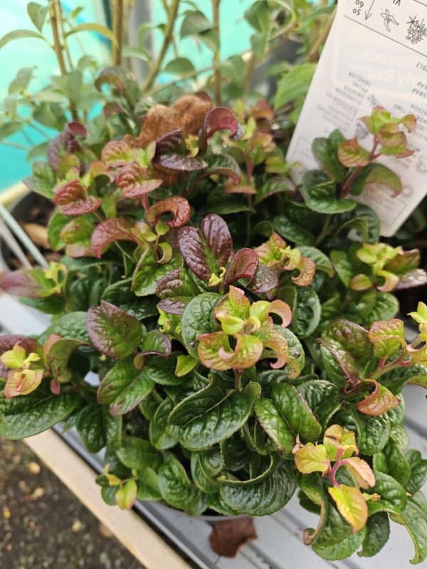 Leucothoe axillaris 'Curly Red'