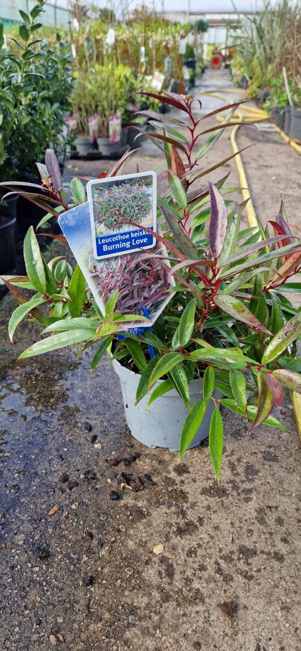 Leucothoe keiskei 'Burning Love'