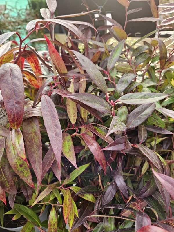 Leucothoe keiskei 'Burning Love' Leucothoe keiskei 'Burning Love'