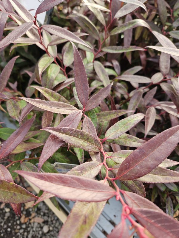 Leucothoe keiskei 'Burning Love'2 Leucothoe keiskei 'Burning Love'