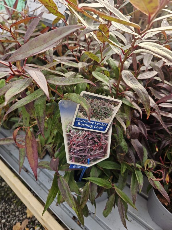 Leucothoe keiskei 'Burning Love'3 Leucothoe keiskei 'Burning Love'