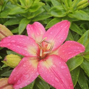 Lilium 'Fantasiatic Pink'