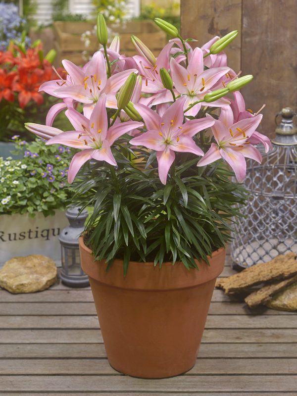 Lilium 'Fantasiatic Pink'