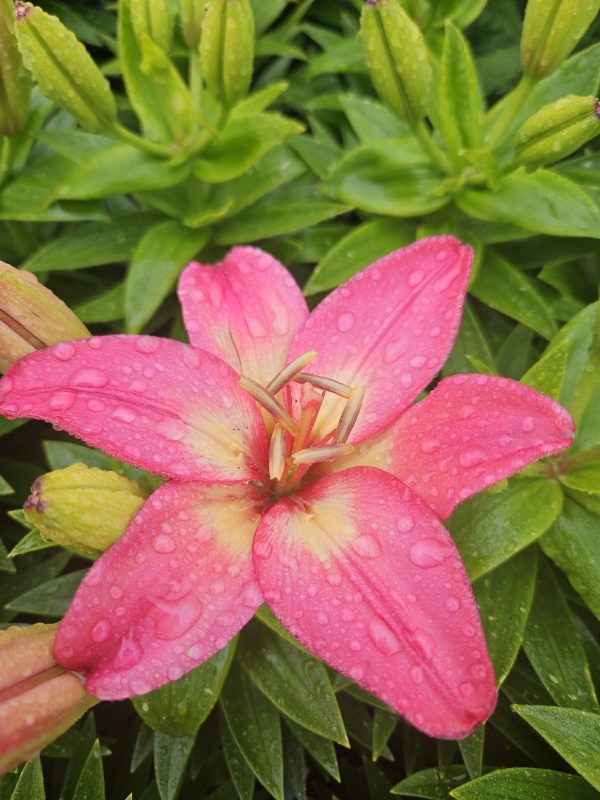 Lilium 'Fantasiatic Pink' Lilium 'Fantasiatic Pink'