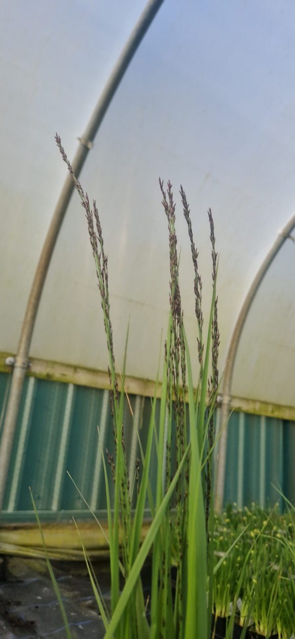 Molinia caerulea ‘Black Arrows’