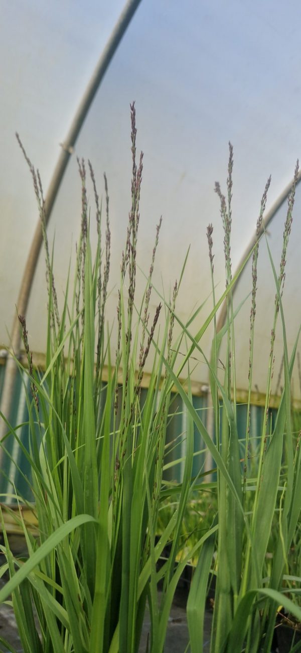 Molinia caerulea ‘Black Arrows’