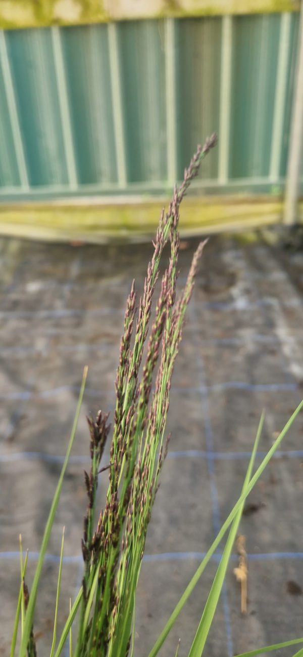 Molinia caerulea ‘Black Arrows’