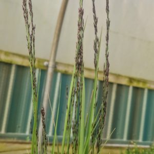 Molinia caerulea ‘Black Arrows’