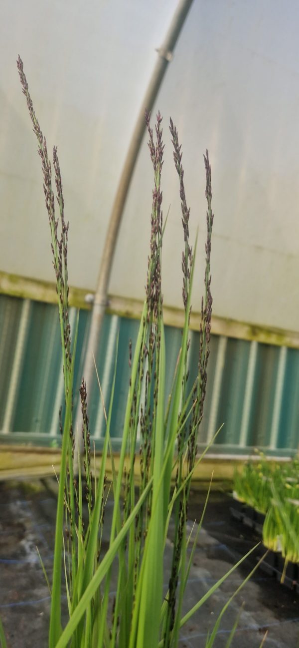 Molinia caerulea ‘Black Arrows’