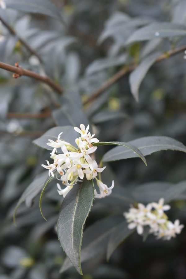 Osmanthus x burkwoodii