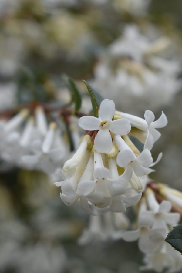 Osmanthus x burkwoodii