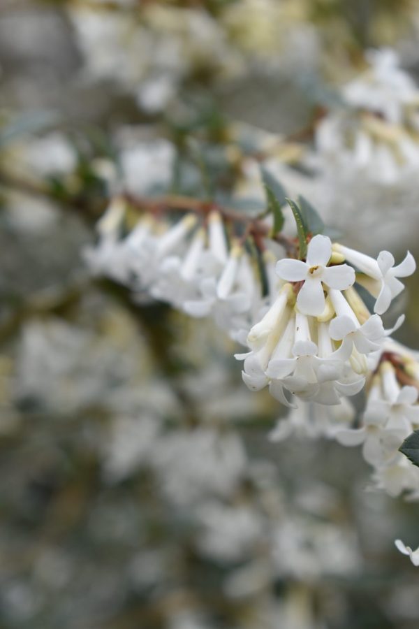 Osmanthus x burkwoodii