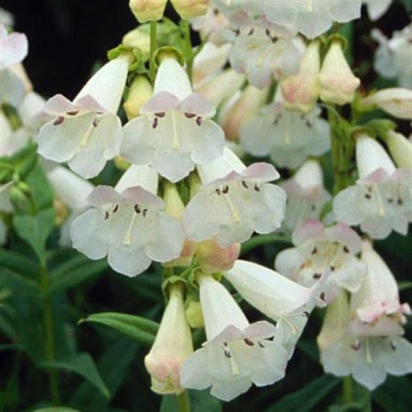Penstemon 'Pensham Wedding Day'